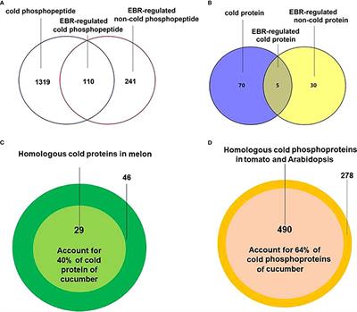 Proteome and phosphoproteome analysis of 2,4-epibrassinolide-mediated cold stress response in cucumber seedlings